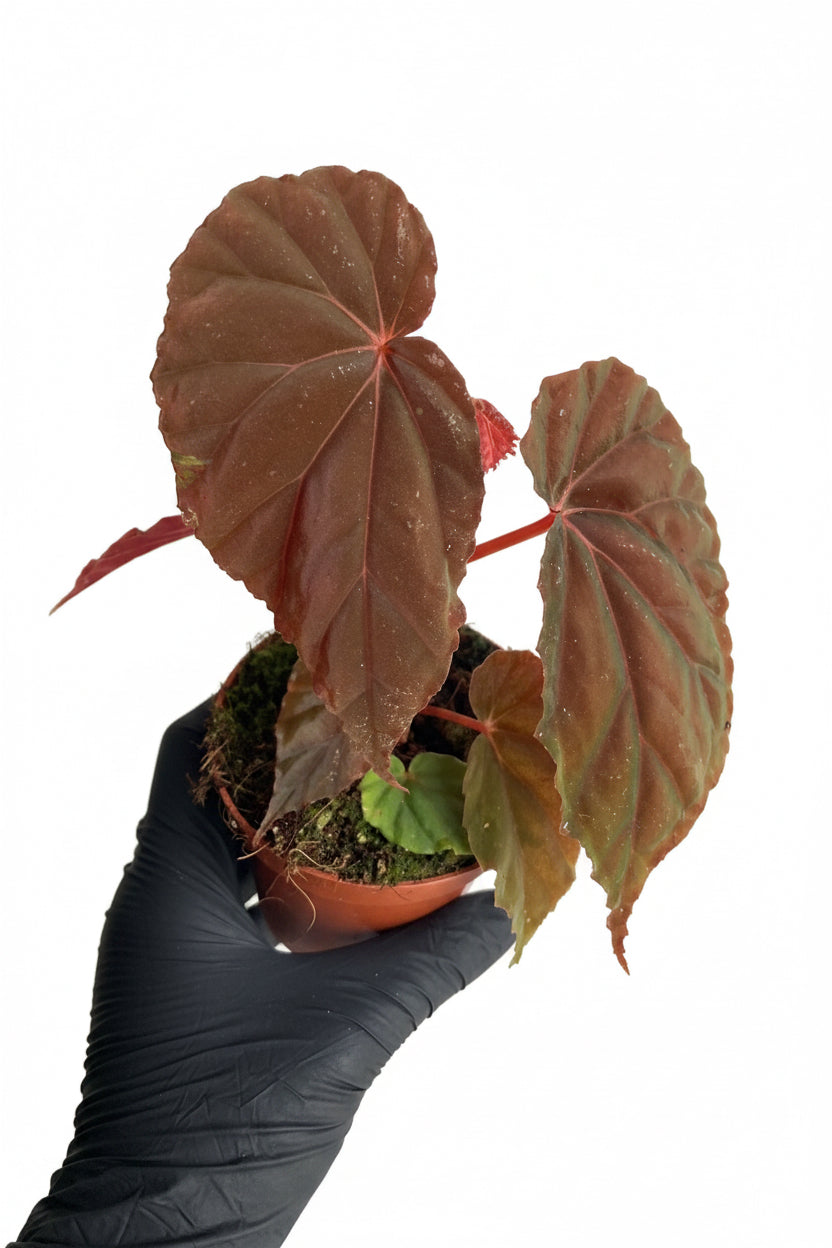 Begonia sp Black Bloodie