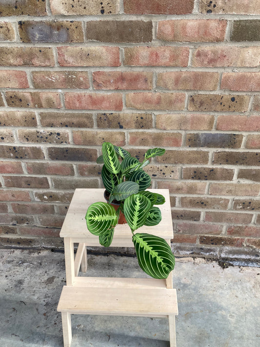Maranta Lemon Lime