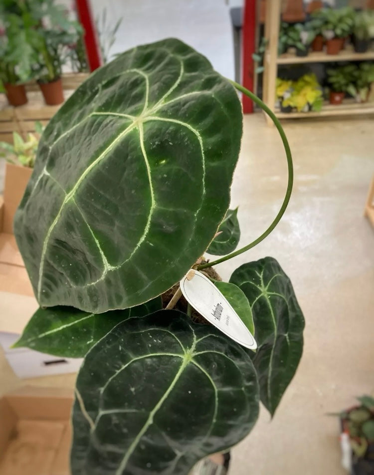 Anthurium Forgetii