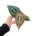 Anthurium  Docblock Michelle (P8)