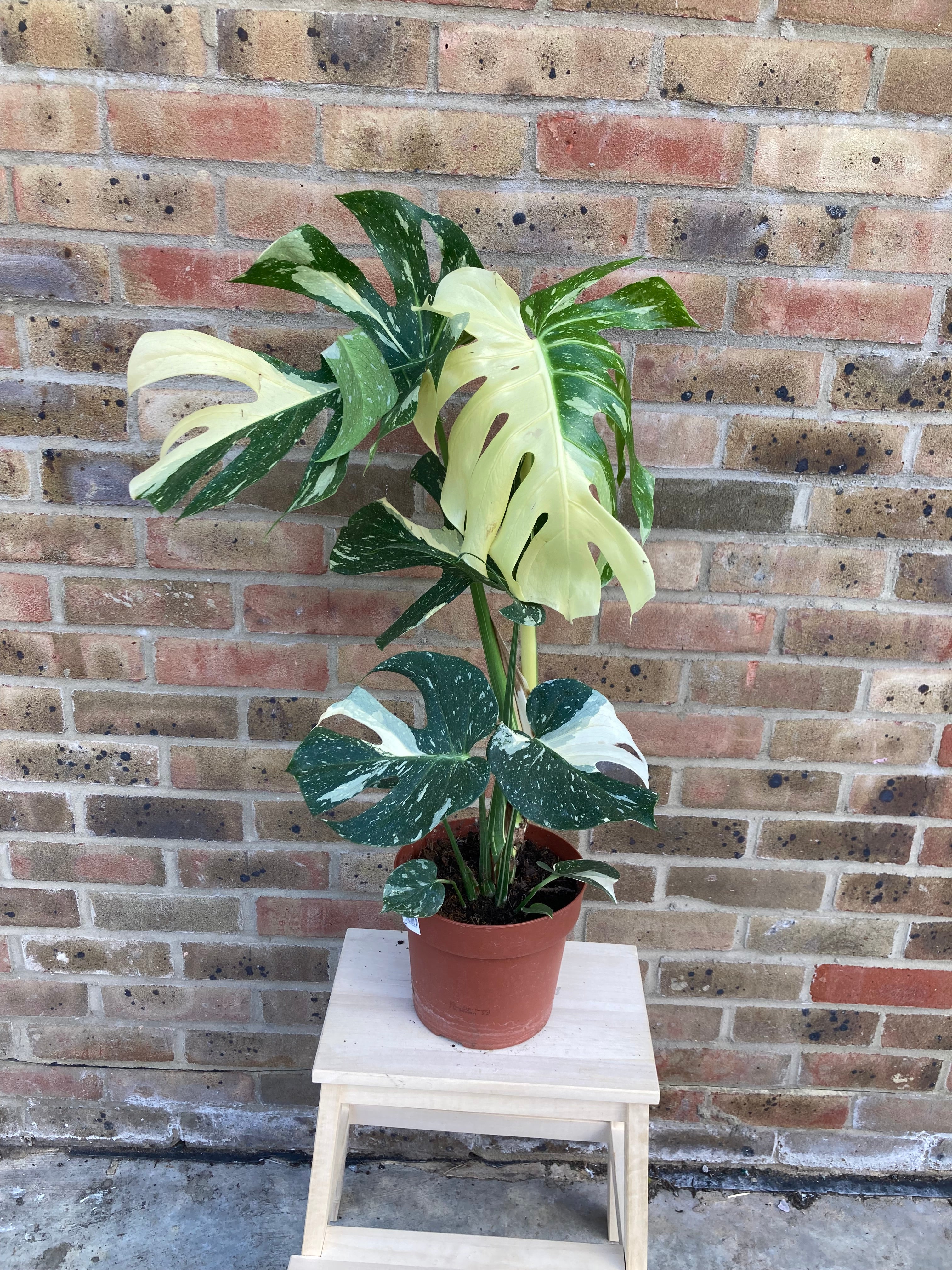 Monstera Thai Constellation