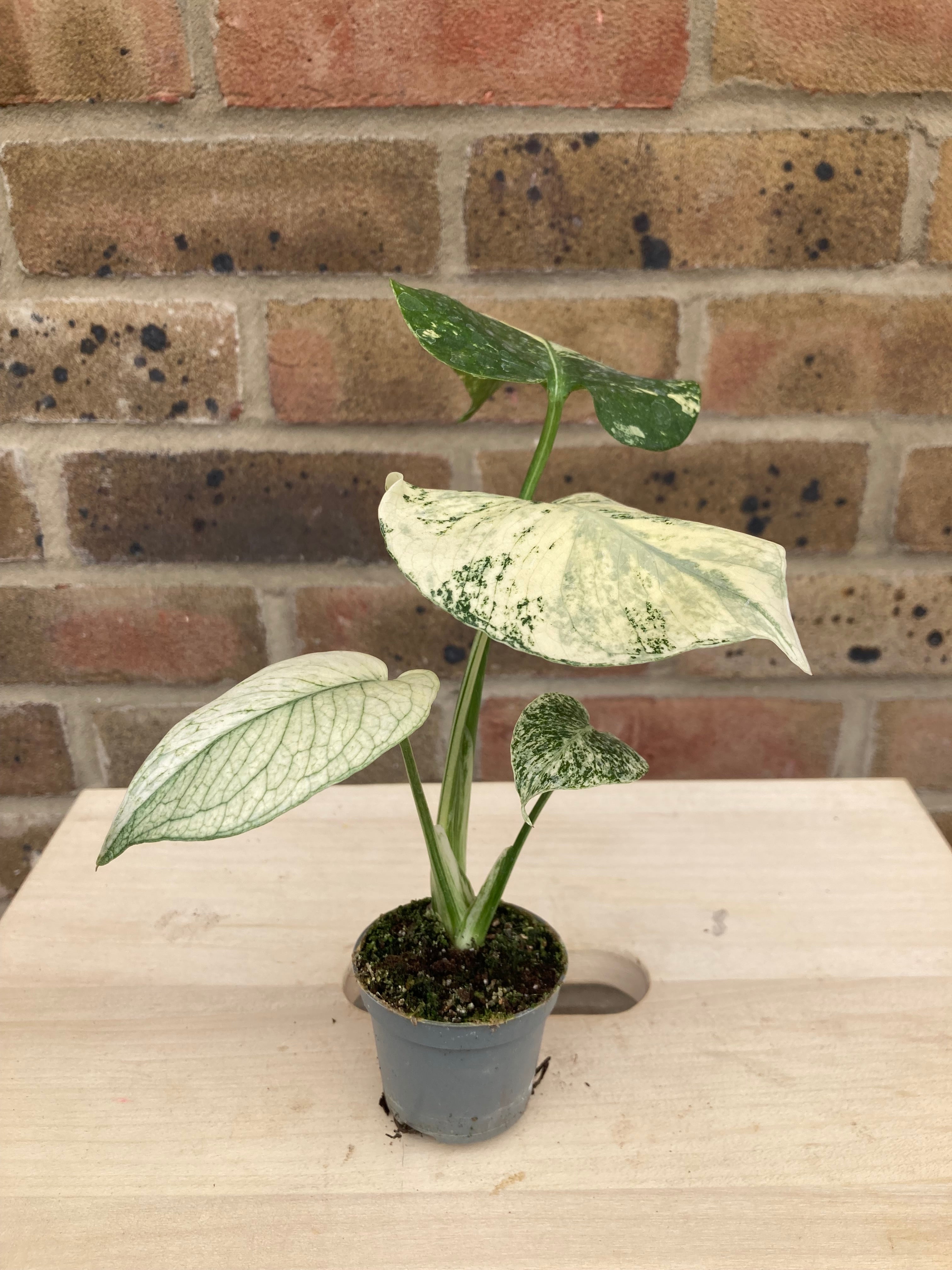 Monstera Deliciosa Mint