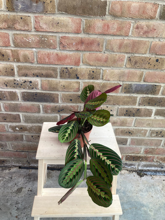 Maranta Fascinator