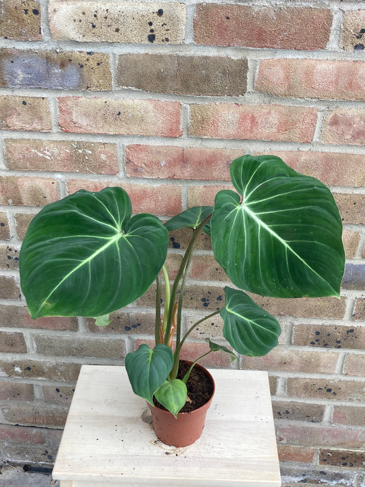 Philodendron Gloriosum