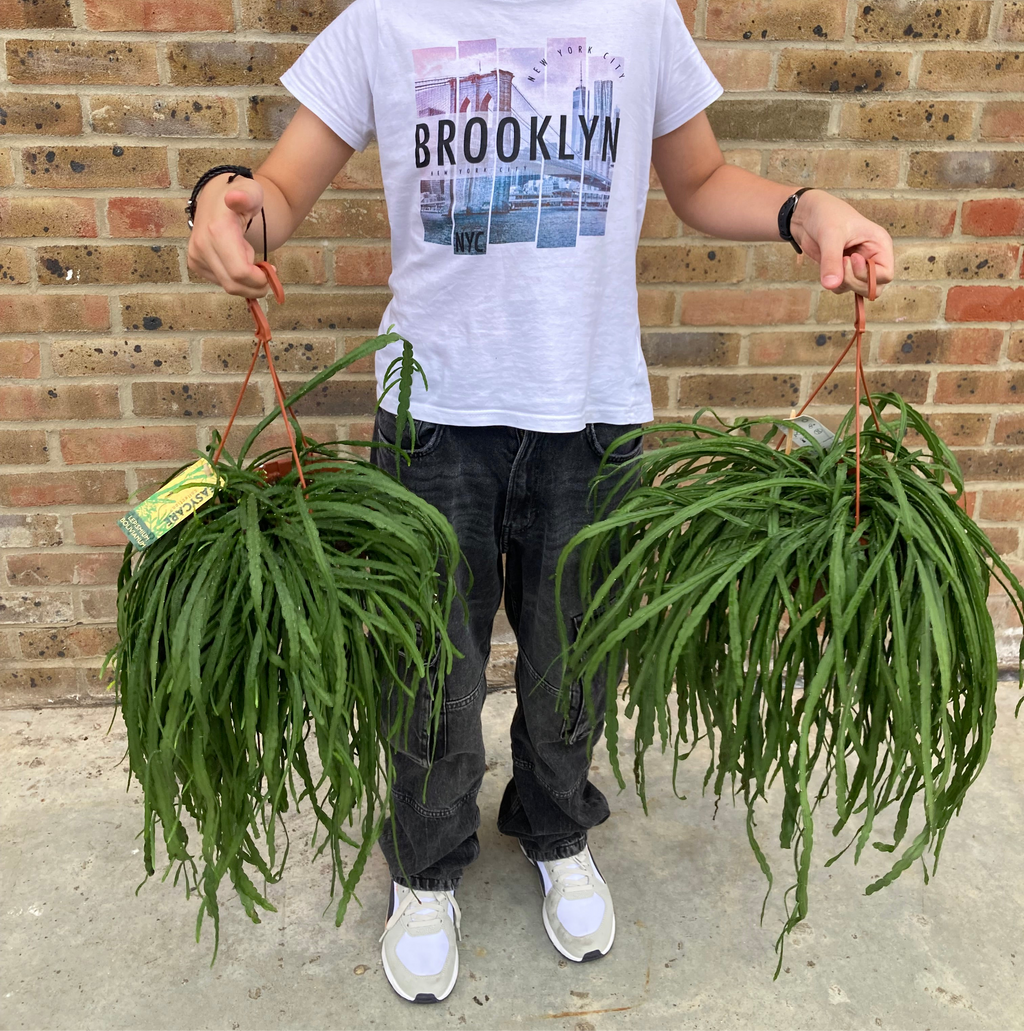 Lepismium Bolivianum