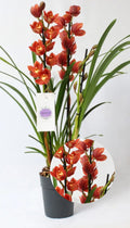 Cymbidium Orange (In bloom)