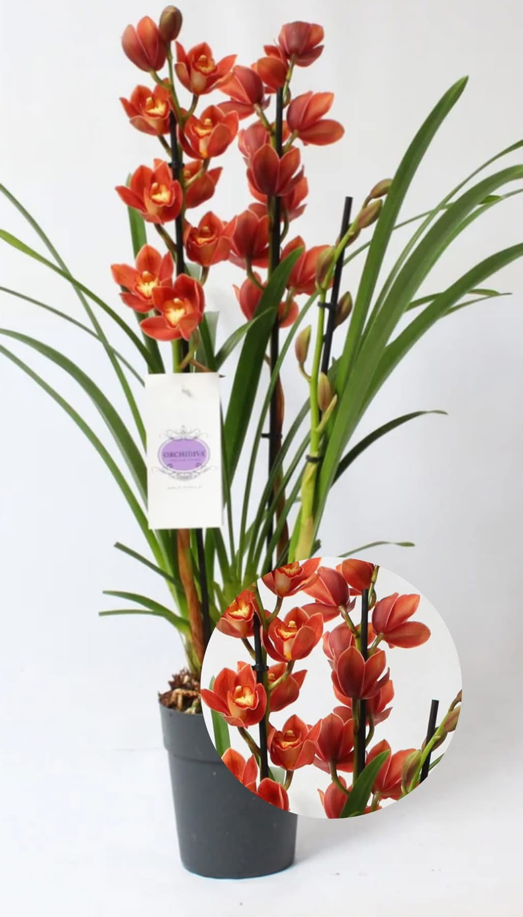 Cymbidium Orange (In bloom)