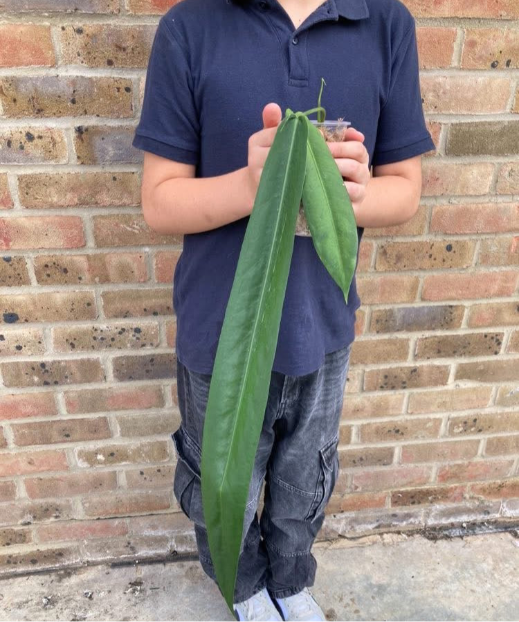 Anthurium Pallidiflorum - PRE ORDER-