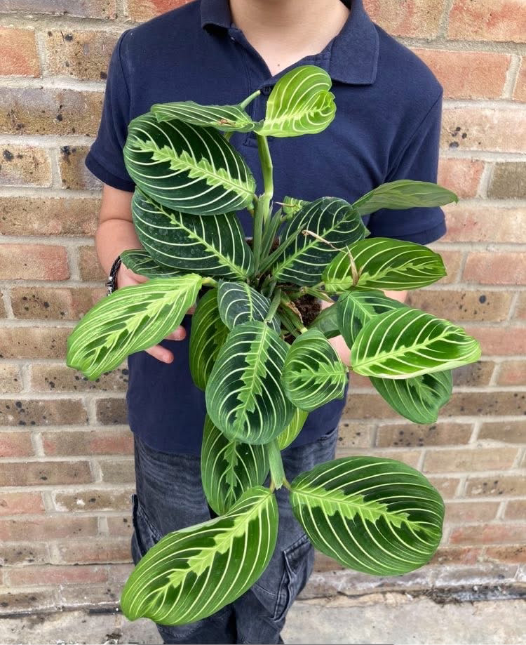Maranta Lemon Lime