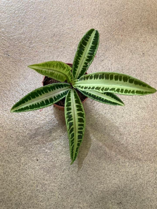 Labisia ‘Jabi’