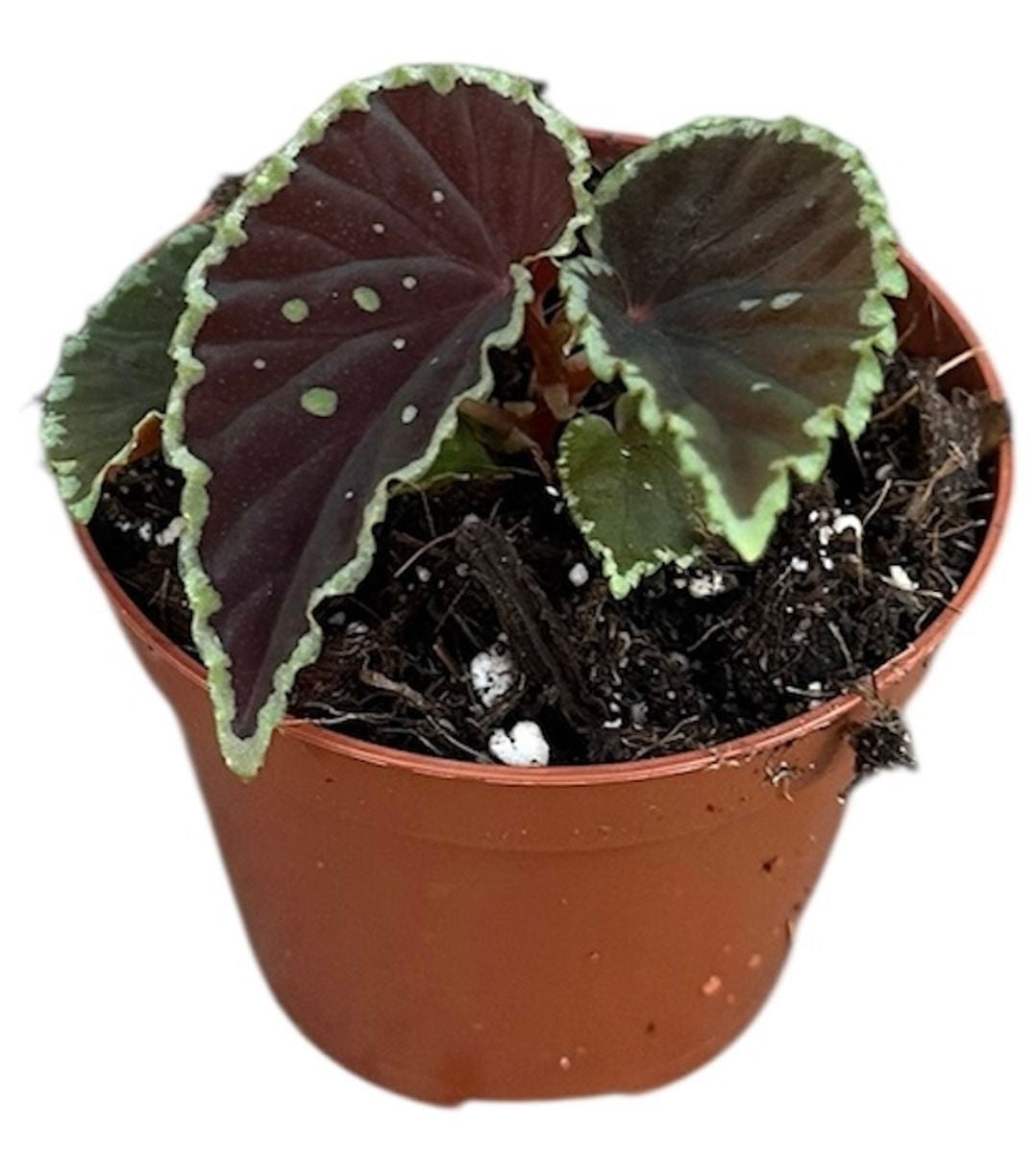Begonia darthvaderiana 'Green Spots'