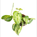 Scidnapsus Peasun Variegated
