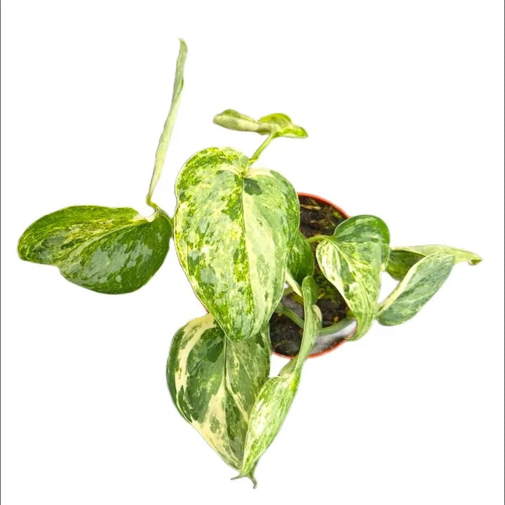 Scidnapsus Peasun Variegated