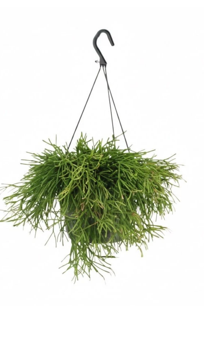 Rhipsalis Clavata Easy Sweet