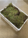 Flat moss