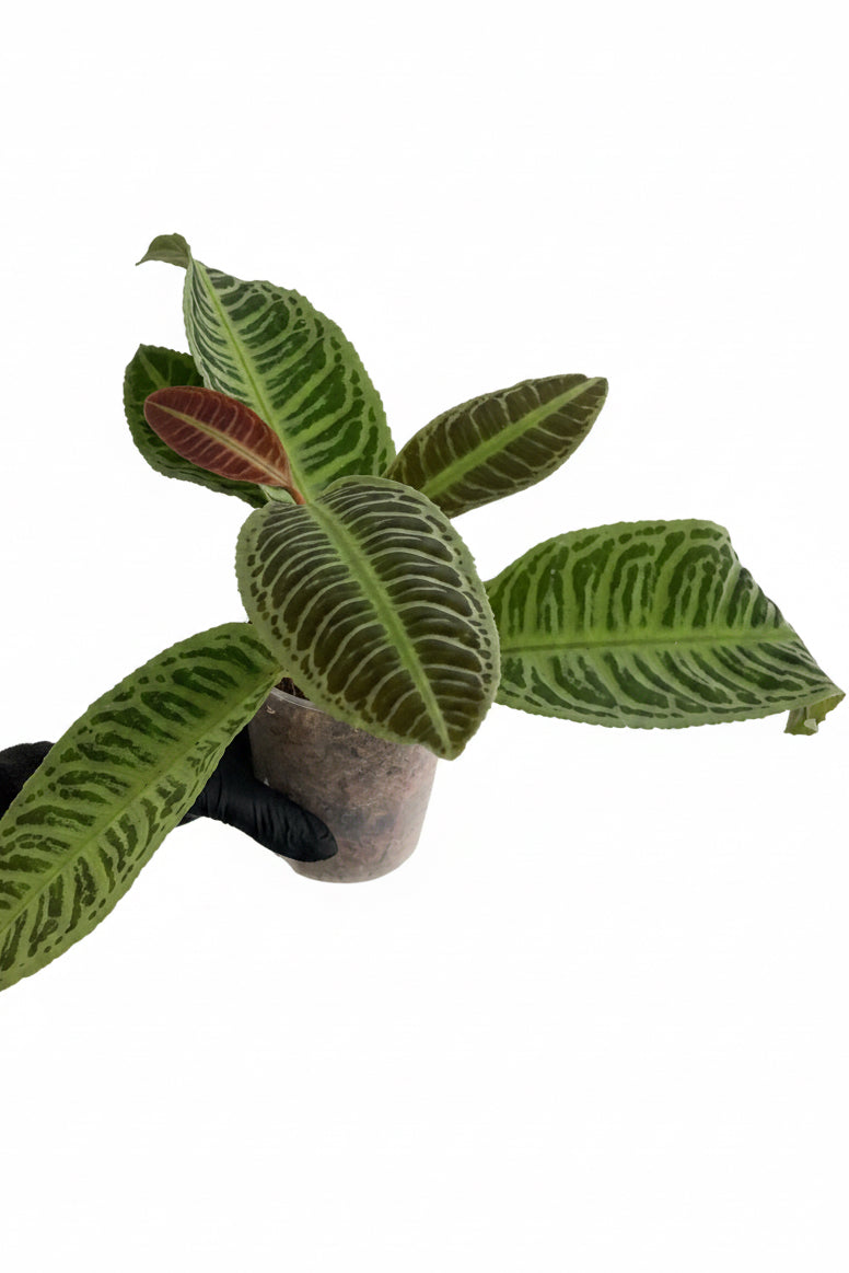 Labisia Japonia (P10,5)