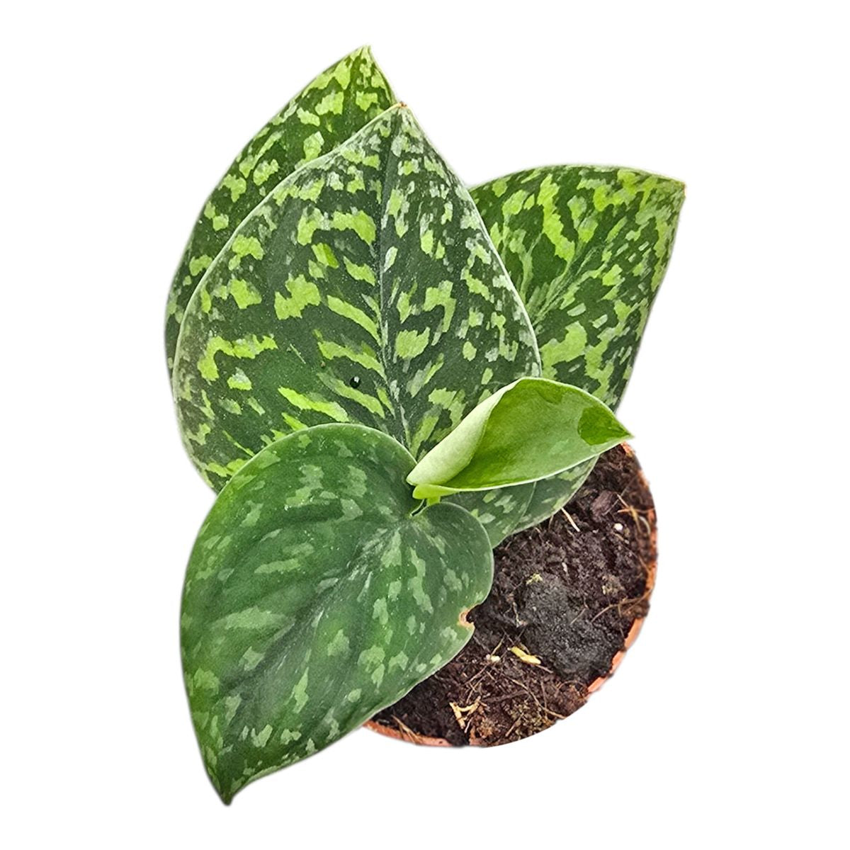 Scidnapsus Snake Scale