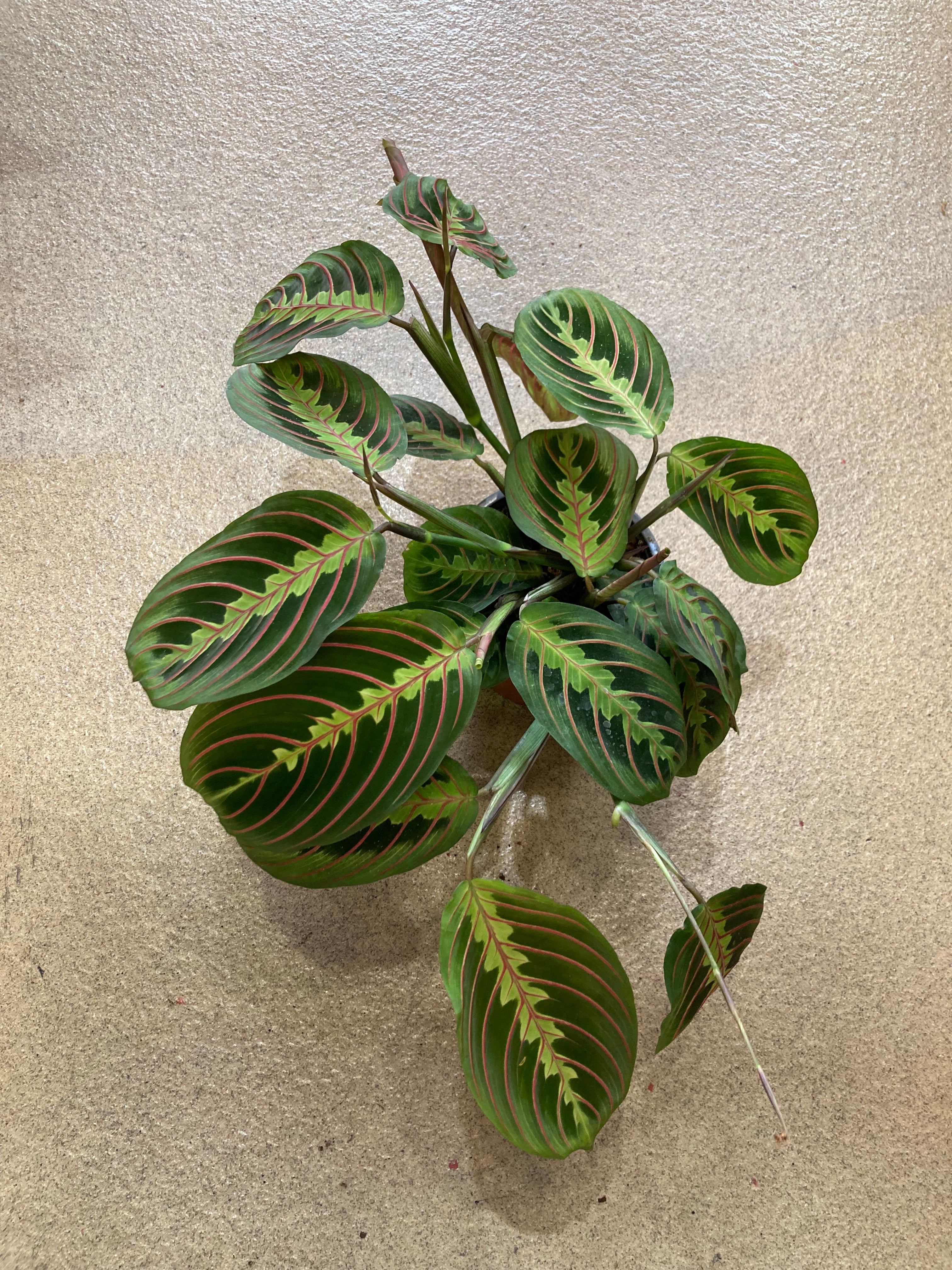 Maranta ‘Fascinator’