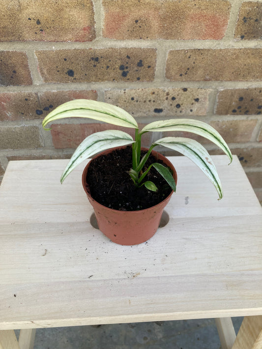 Epipremnum amplissimum 'Variegata