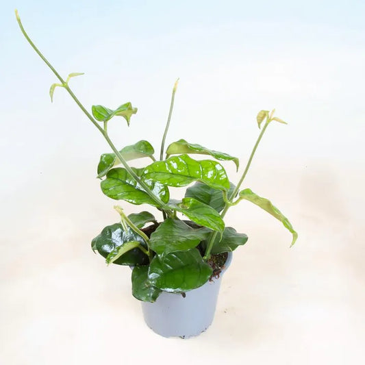 Hoya villosa