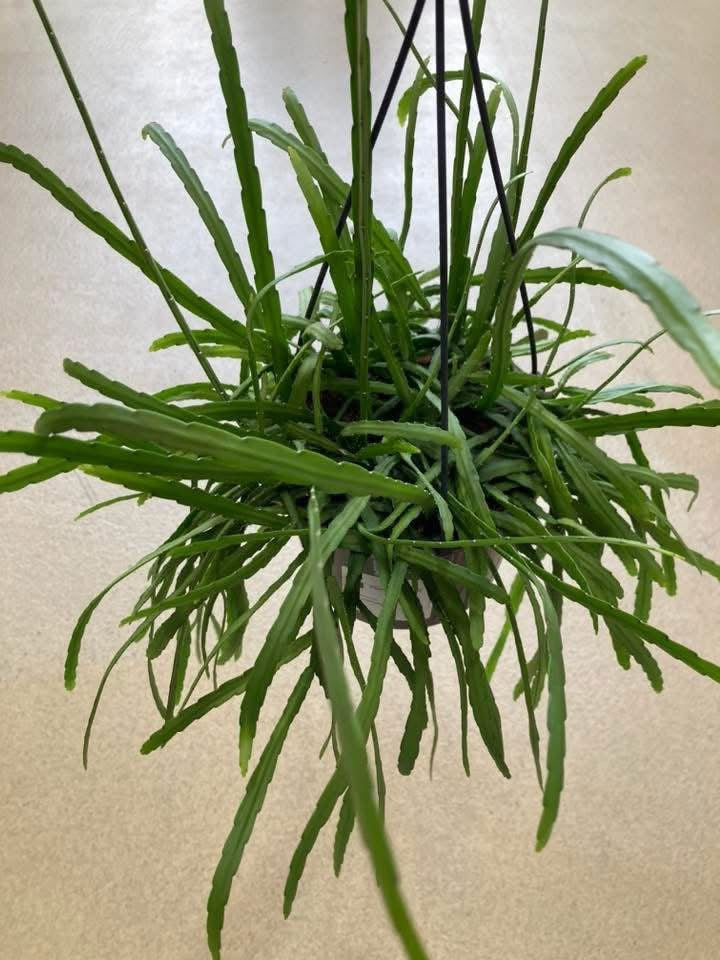 Lepismium Bolivianum