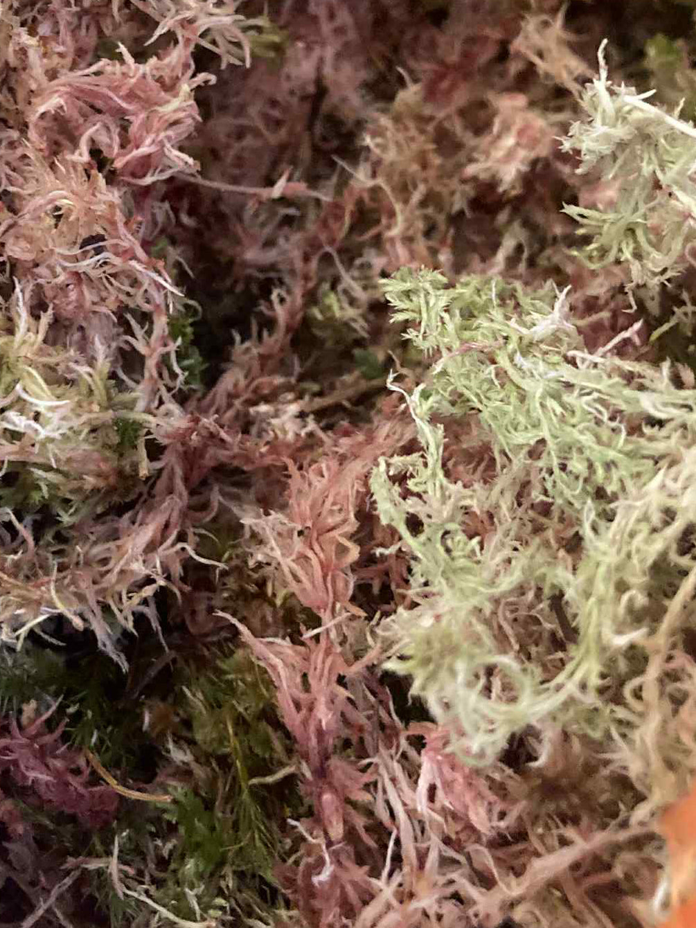 Sphagnum Moss