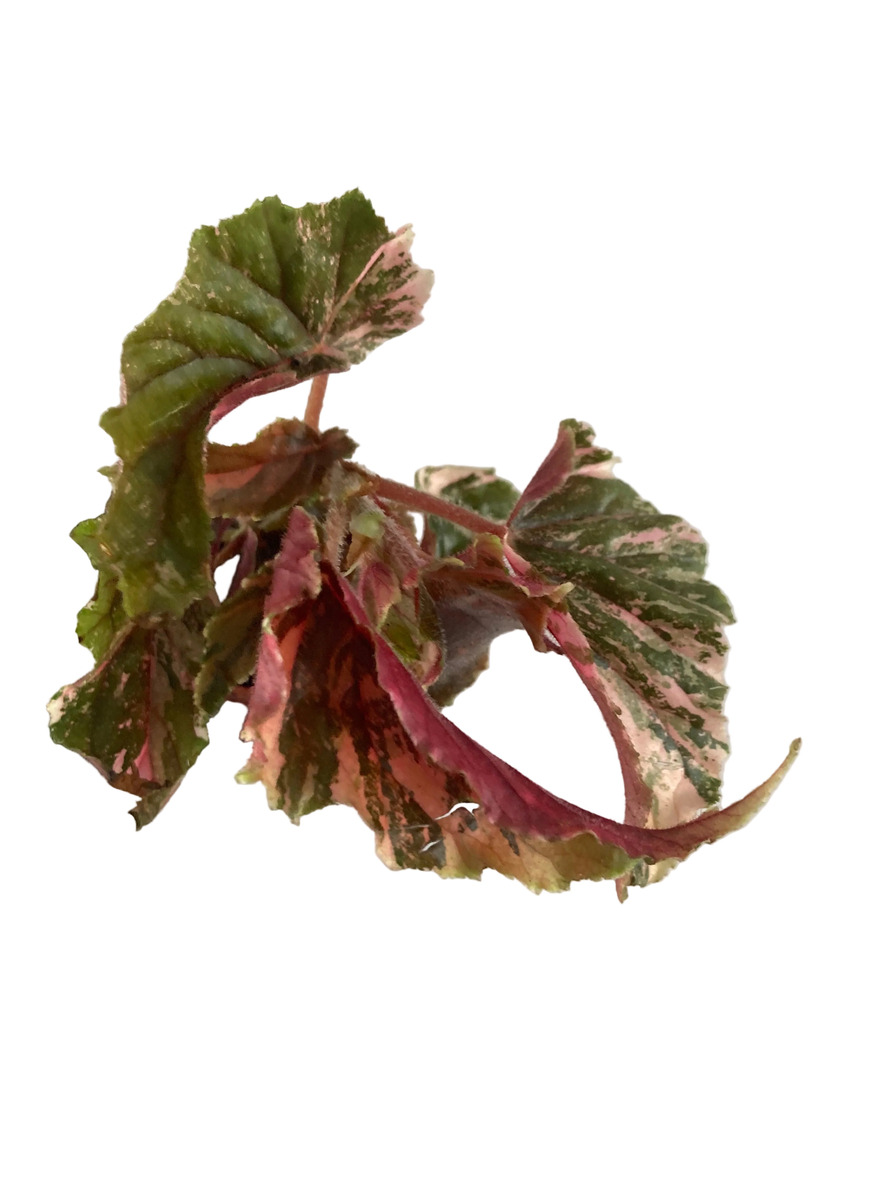 Begonia Ginny Galaxy