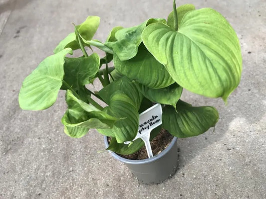 Philodendron Fibraecataphyllum
