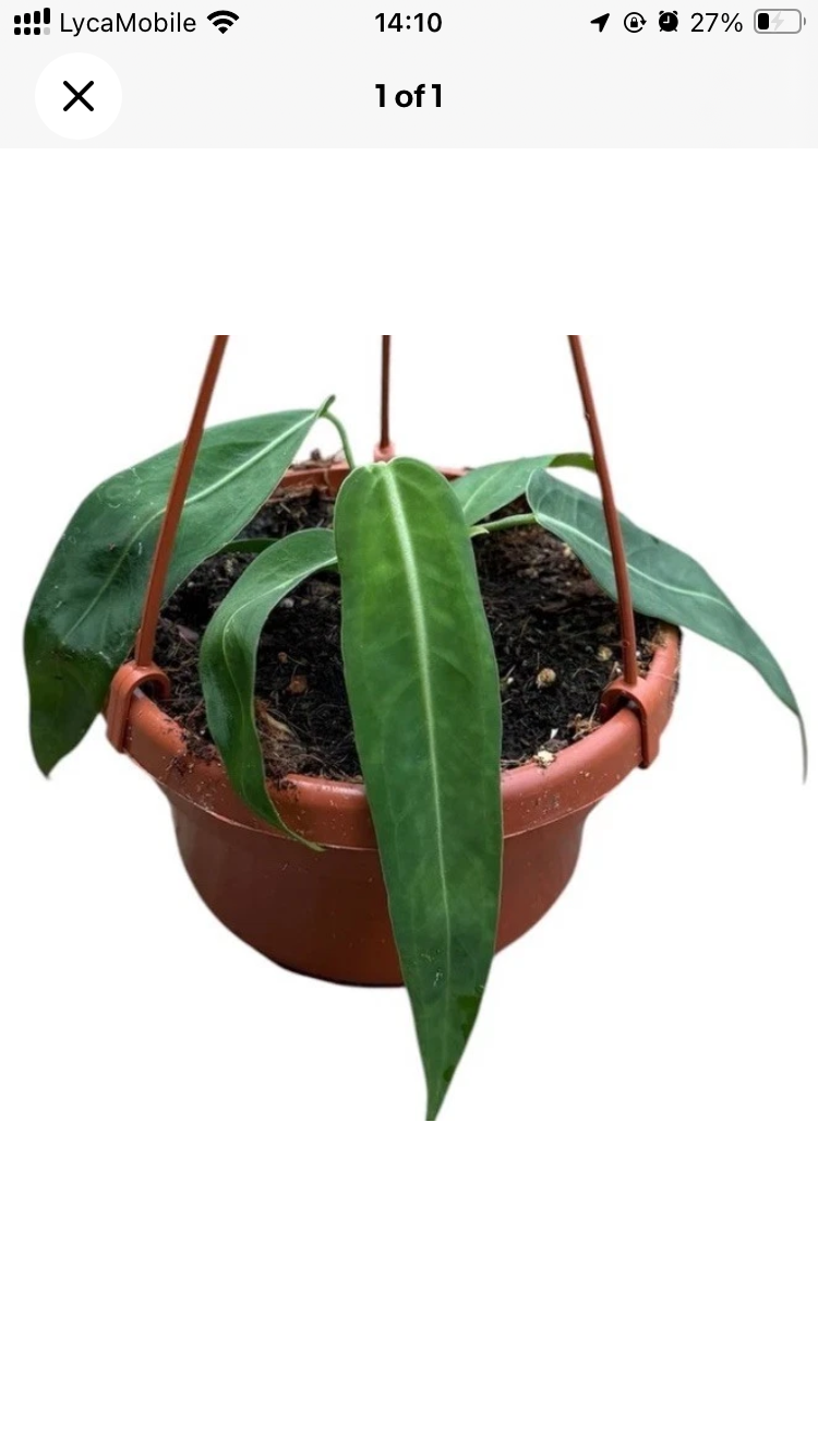 Anthurium Palidiflorum