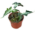 Alocasia Loco