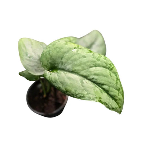 Scindapsus 'Silver Splash'