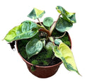 Philodendron Bilietiae Variegated