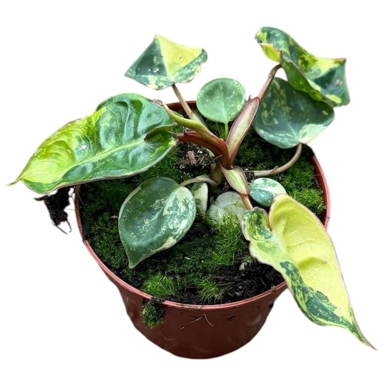 Philodendron Bilietiae Variegated