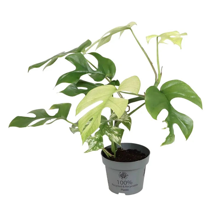 Rhaphidophora tetrasperma 'Variegata'