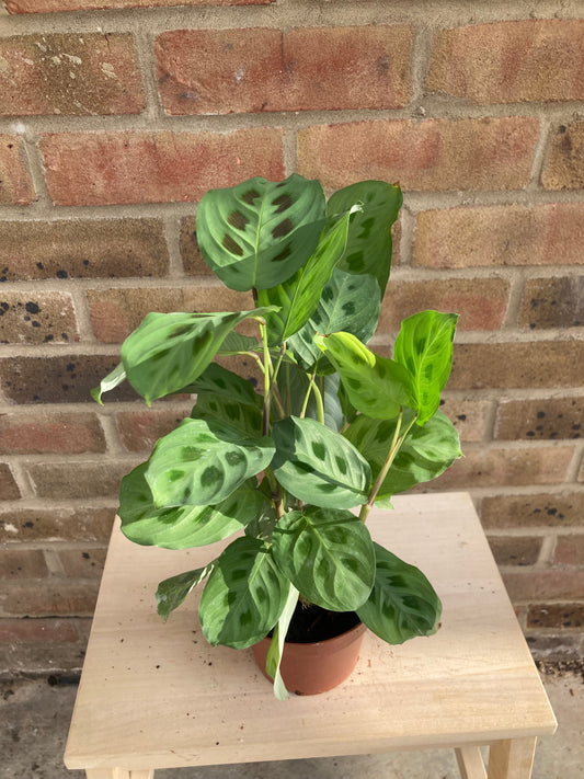 Maranta Kerchoveana