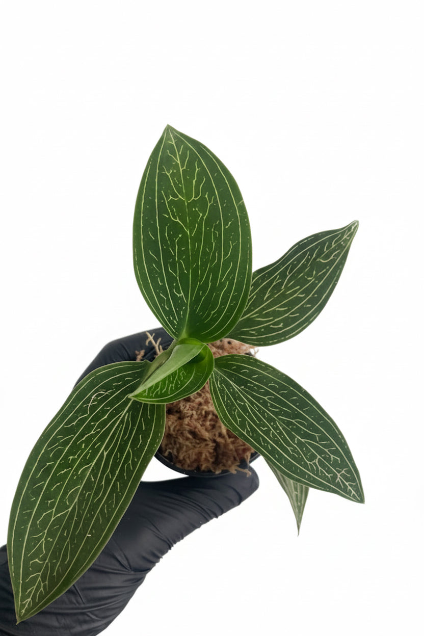 Ludisia Discolor Var. Alba