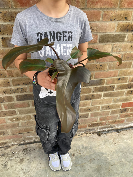 Philodendron Bronze