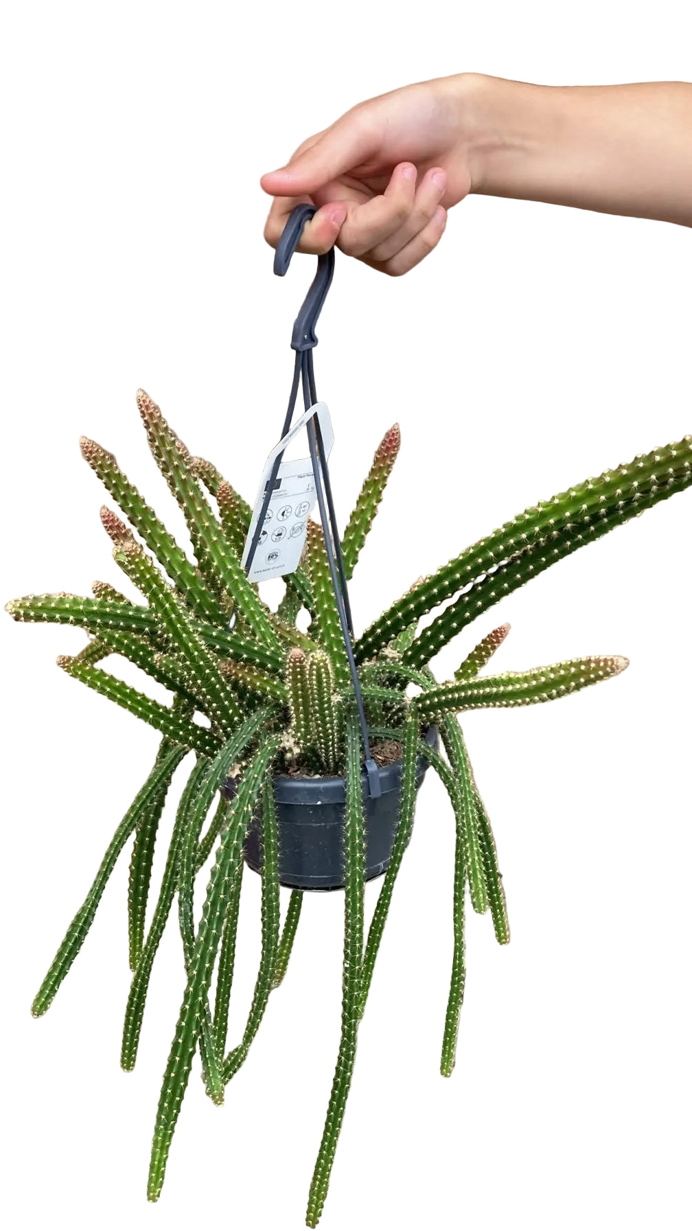 Aporocactus Mallisonii