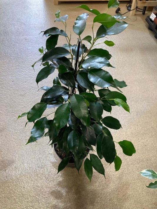 Ficus Benjamina