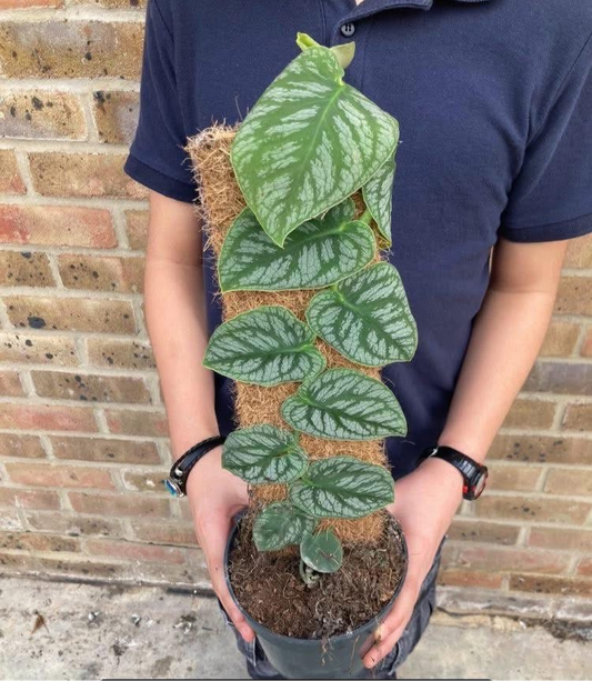 Monstera Dubia