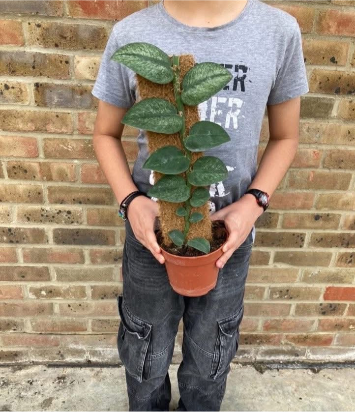 Rhaphidophora hongkongensis variegated