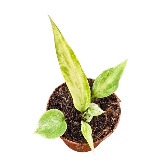 Anthurium Vittariifolium Variegated