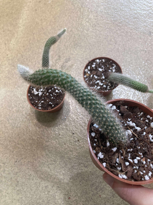 Monkey Tail Cactus