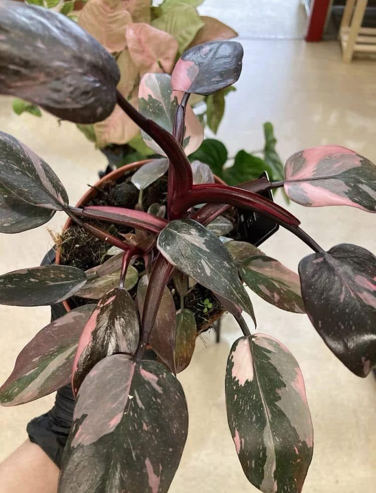 Philodendron Pink Princess