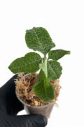 Jewel orchid -Goodyera micholitziana