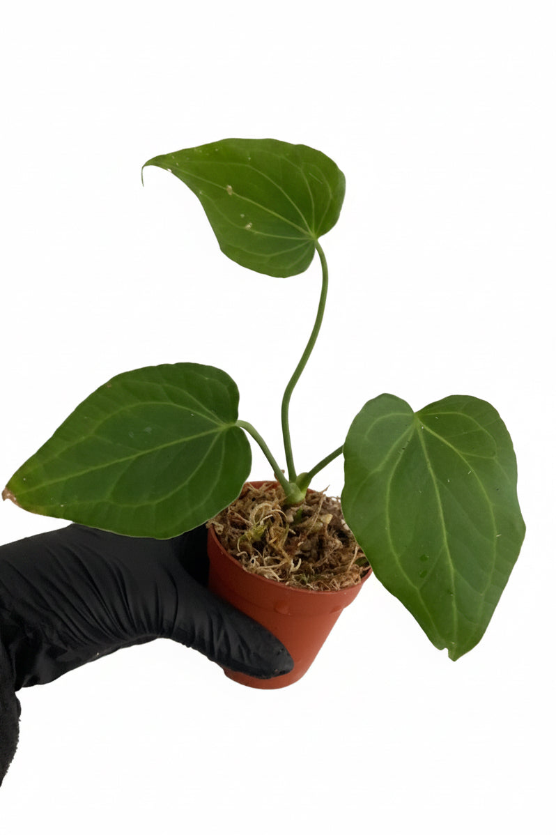 Anthurium Delta Force (P8)