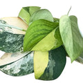 Scindapsus Jade Satin Aurea