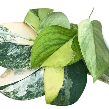 Scindapsus Jade Satin Aurea