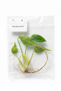 Monstera Mint (TC)