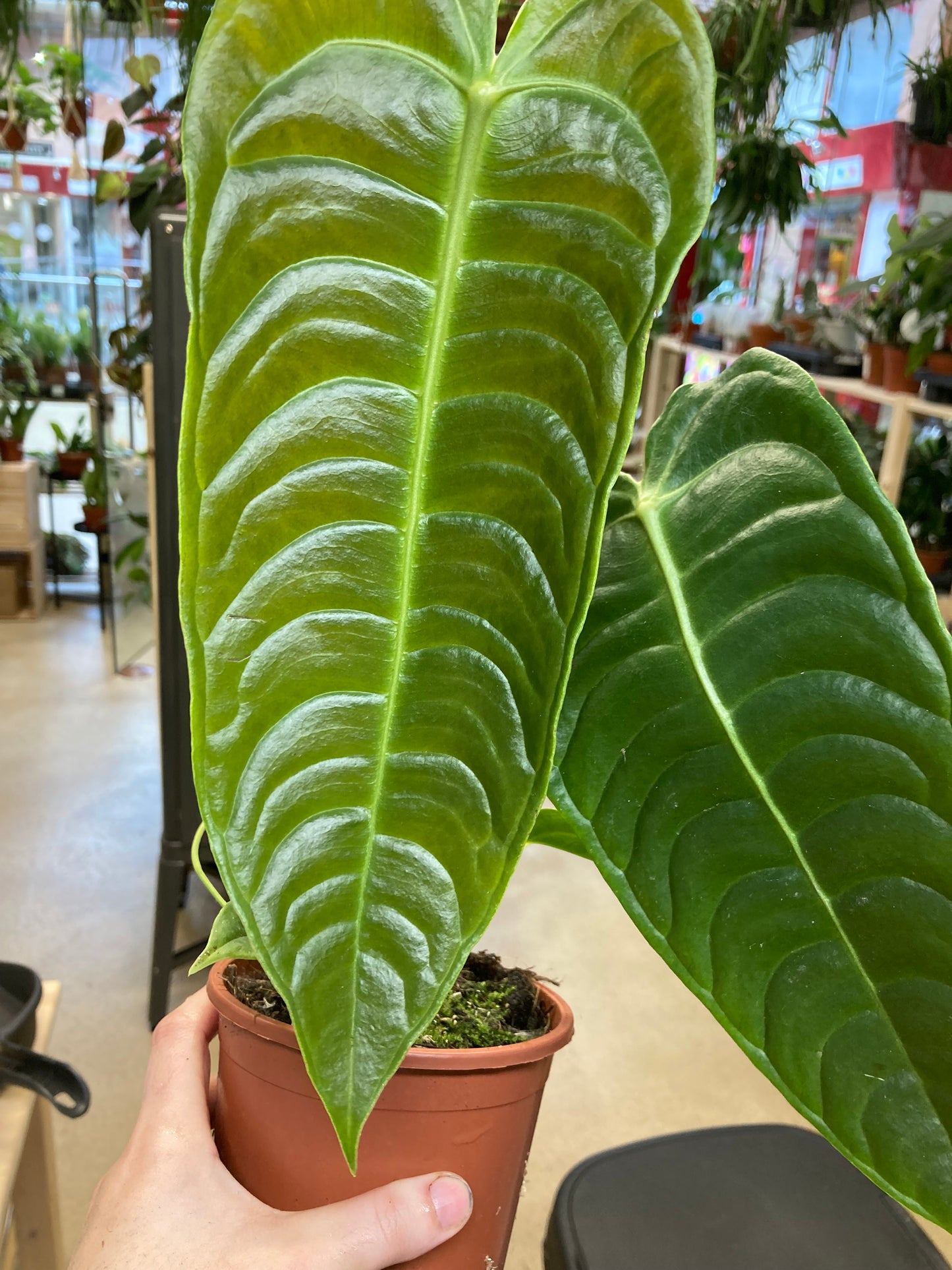 Anthurium Veitchii